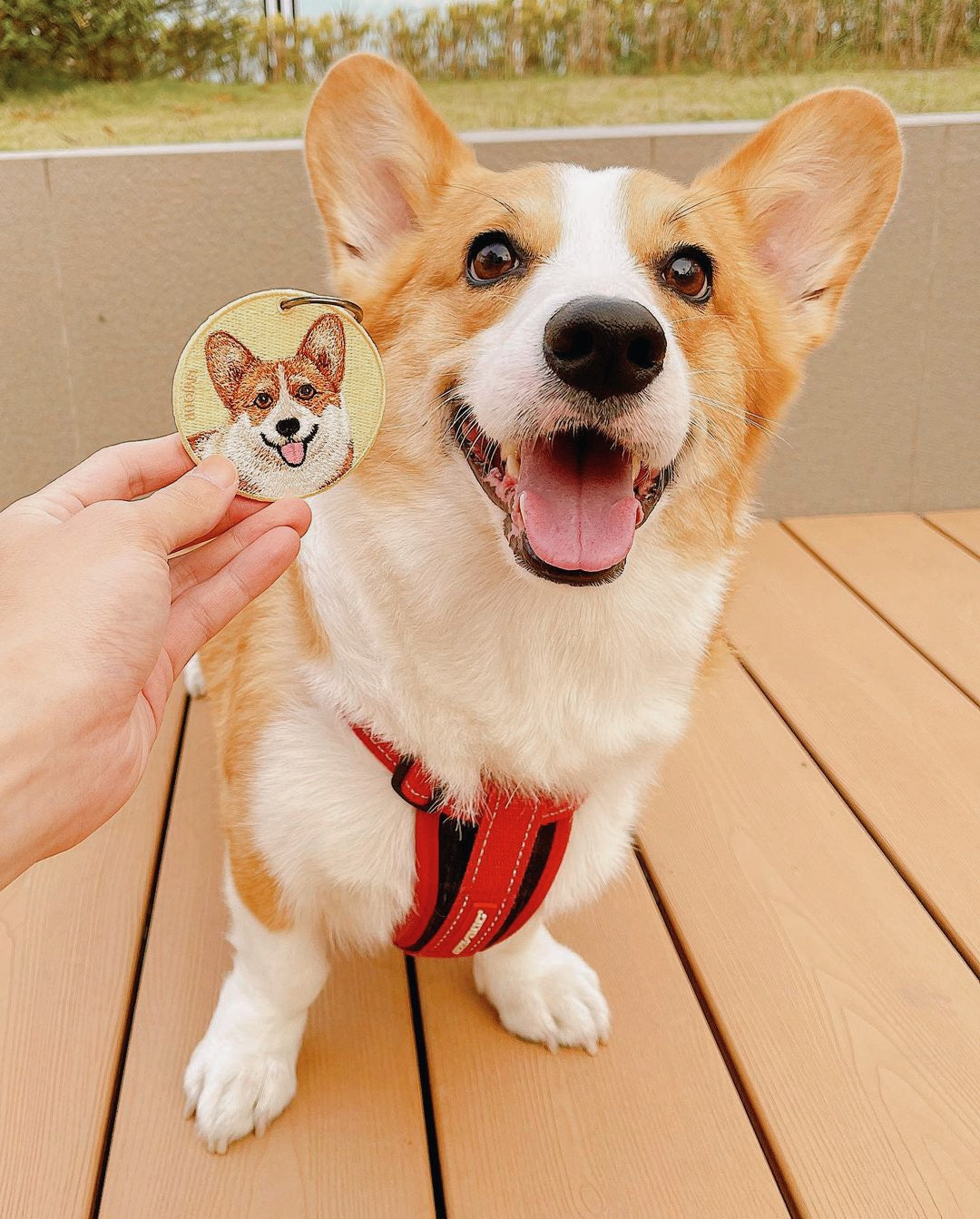 Pawdant - Corgi